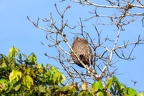 La Selva 054