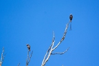 Colonia colonus (Long Tailed Tyrant) 3