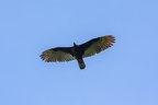 La Selva 058