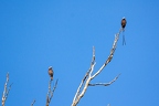 Colonia colonus (Long Tailed Tyrant) 2