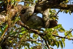 Bradypus variegatus (Brown-throated sloth) 4