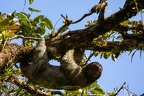 Bradypus variegatus (Brown-throated sloth) 3
