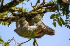 Bradypus variegatus (Brown-throated sloth) 2