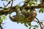 Bradypus variegatus (Brown-throated sloth) 1