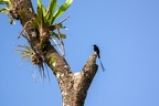 Colonia colonus (Long Tailed Tyrant) 1