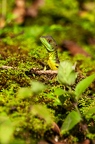 La Selva 064