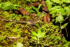 La Selva 065