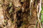 La Selva 067