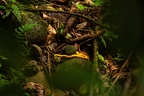 La Selva 068