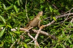 La Selva 069