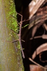 La Selva 070