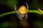 La Selva 071