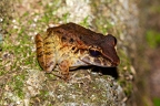 La Selva 072
