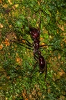 La Selva 075