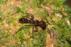 La Selva 076