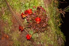 La Selva 080