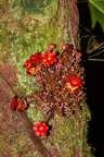 La Selva 081