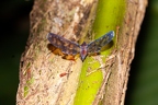 La Selva 082
