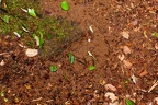 La Selva 083