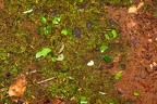 La Selva 084