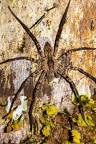 La Selva 085