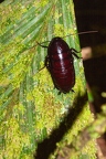 La Selva 086