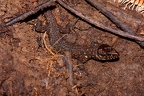 La Selva 087