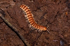 La Selva 088
