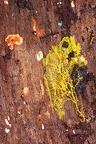 La Selva 089