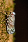 La Selva 090