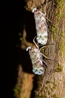 La Selva 091