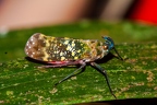La Selva 093
