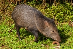 Pecari tajacu (Collared peccarie) 2