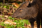 Pecari tajacu (Collared peccarie) 1