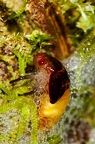 La Selva 098