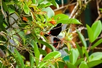 Ramphocelus passerinii (Passerinis Tanager)