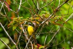 La Selva 100