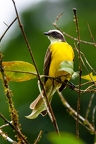 La Selva 101