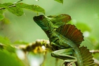 La Selva 102