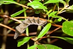 La Selva 104
