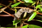 La Selva 105