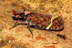 La Selva 106