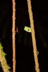 La Selva 107