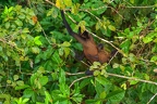 Ateles geoffroyi (Central American spider monkey) 2