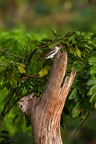 Tityra semifasciata (Masked Tityra) 3