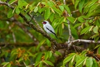 Tityra semifasciata (Masked Tityra) 1 
