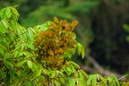 La Selva 115