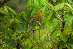 La Selva 116