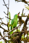 Amazona autumnalis (Red Lored Parrot) 2
