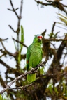 Amazona autumnalis (Red Lored Parrot) 1
